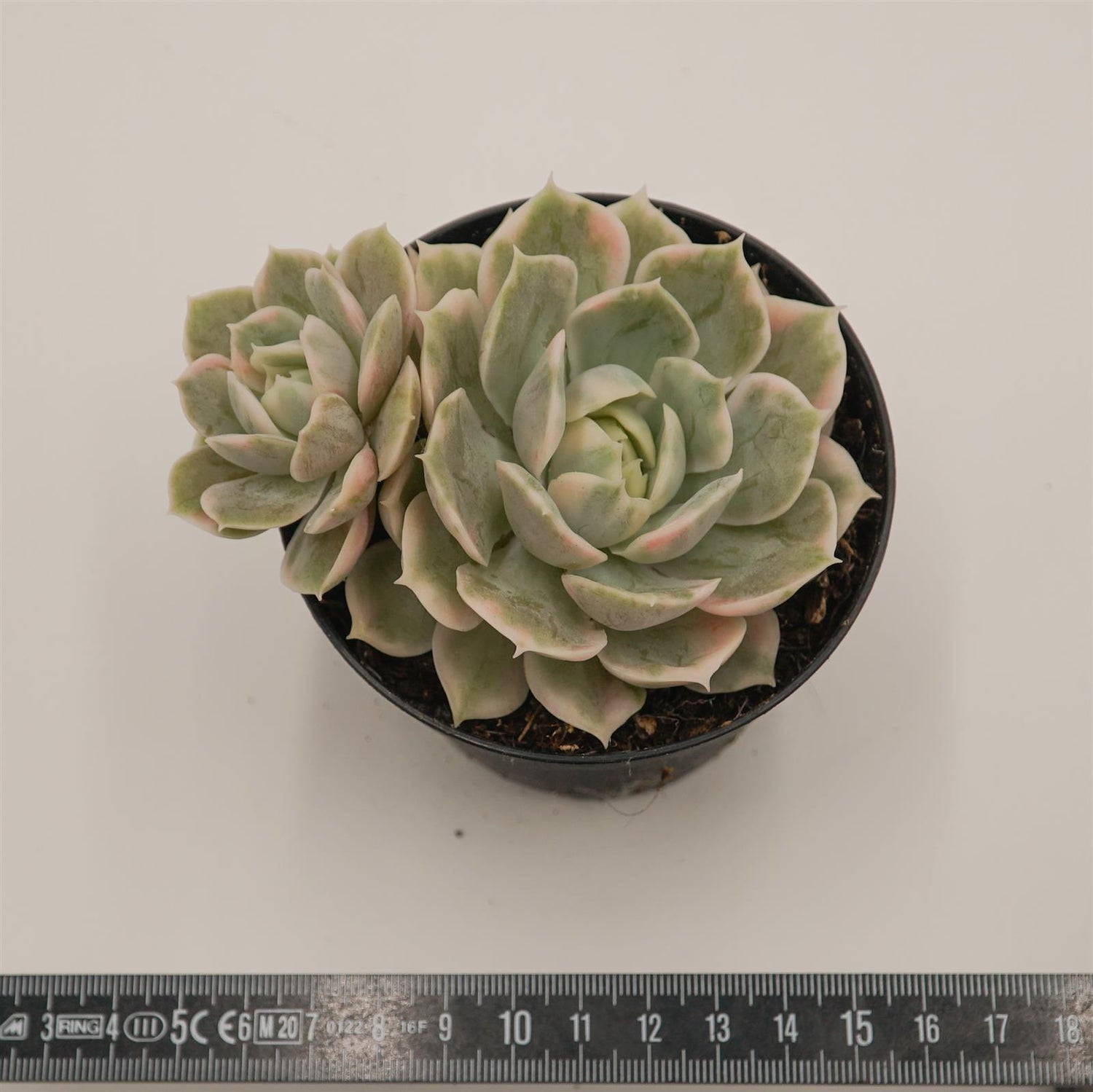 Echeveria Onslow f. variegata