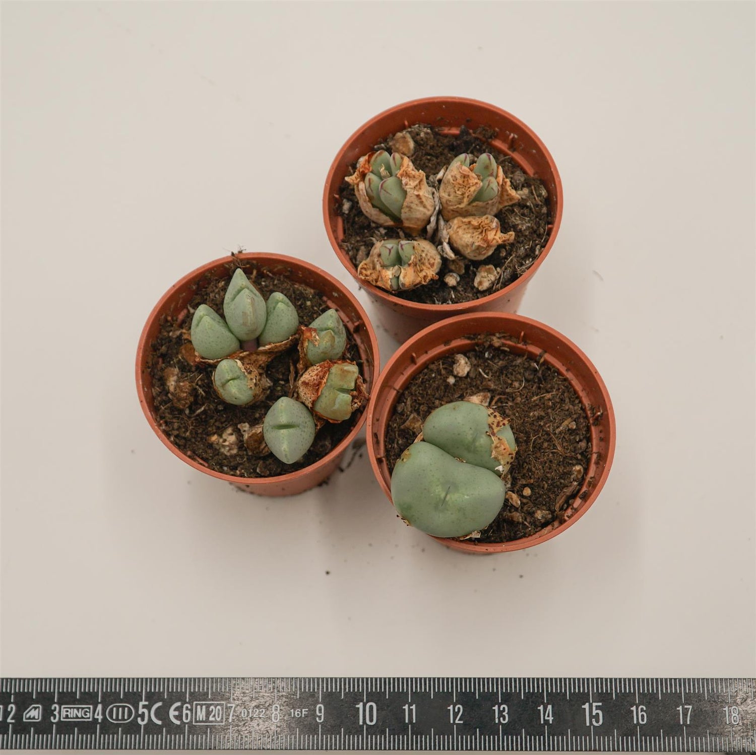 Conophytum Mix, 3er Set