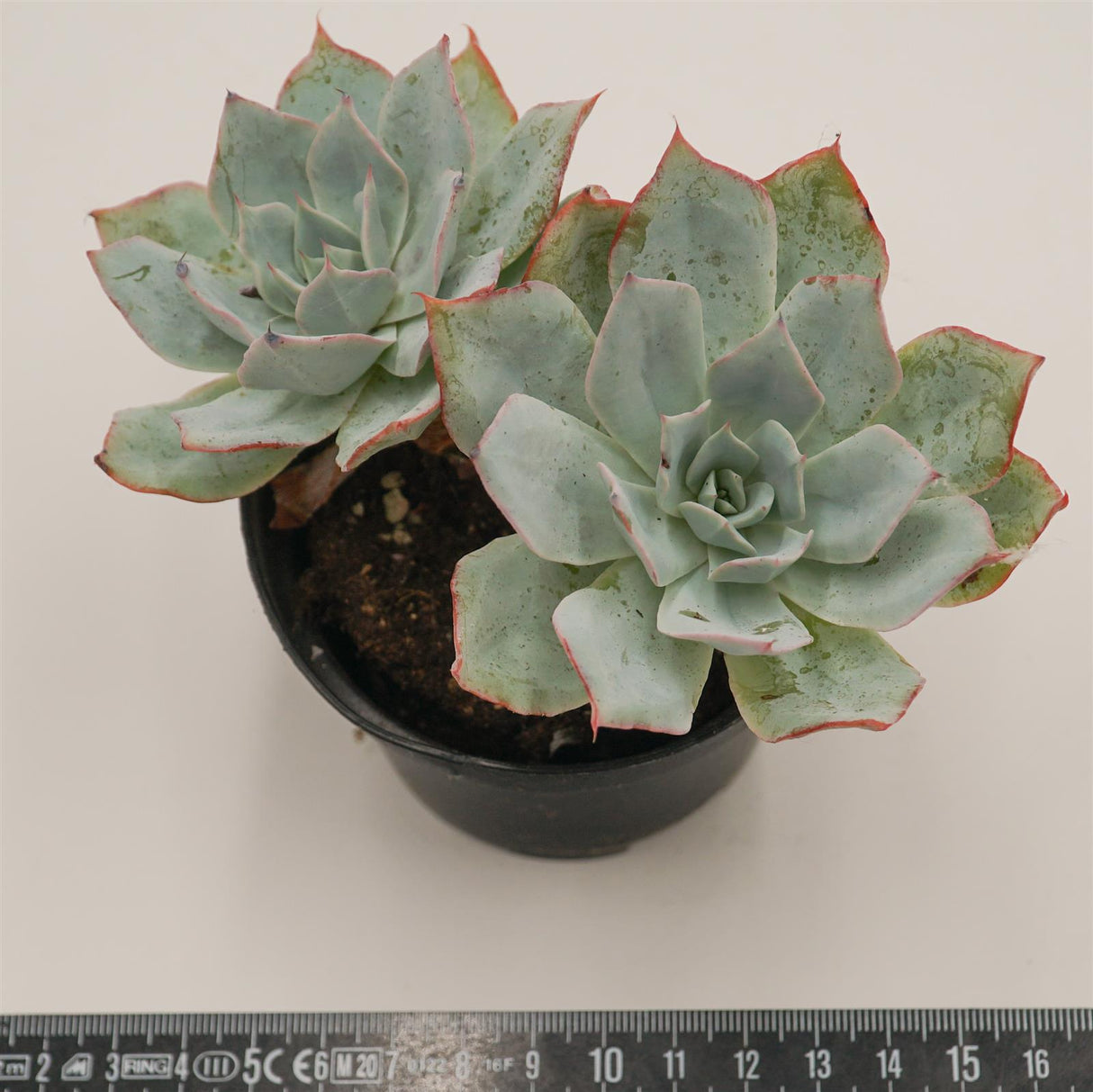 Echeveria Lazanoi