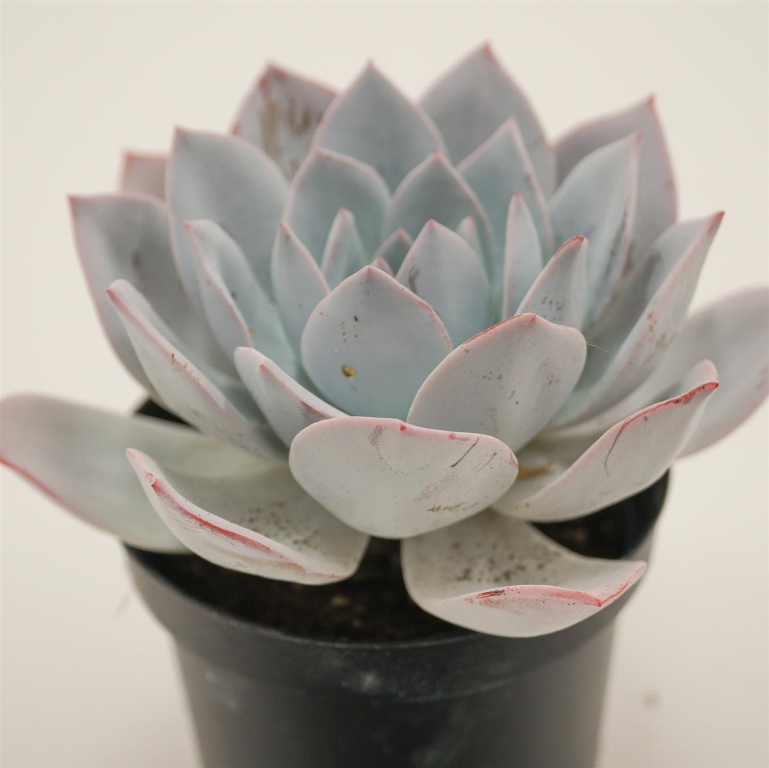 Echeveria laui Hybrid