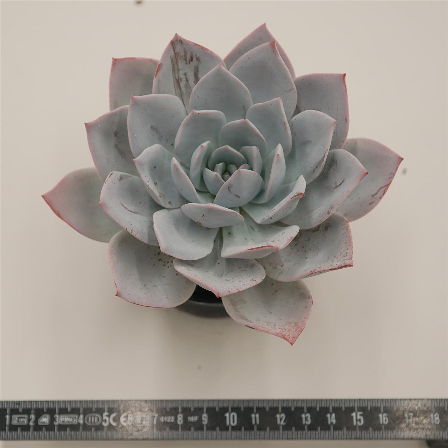 Echeveria laui Hybrid