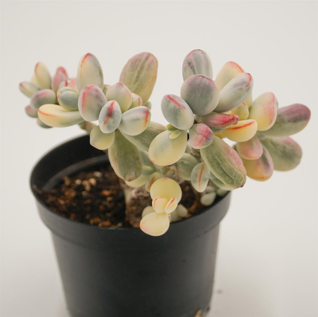 Cotyledon orbiculata oophylla f.variegata aka. Unicorn poop succulent