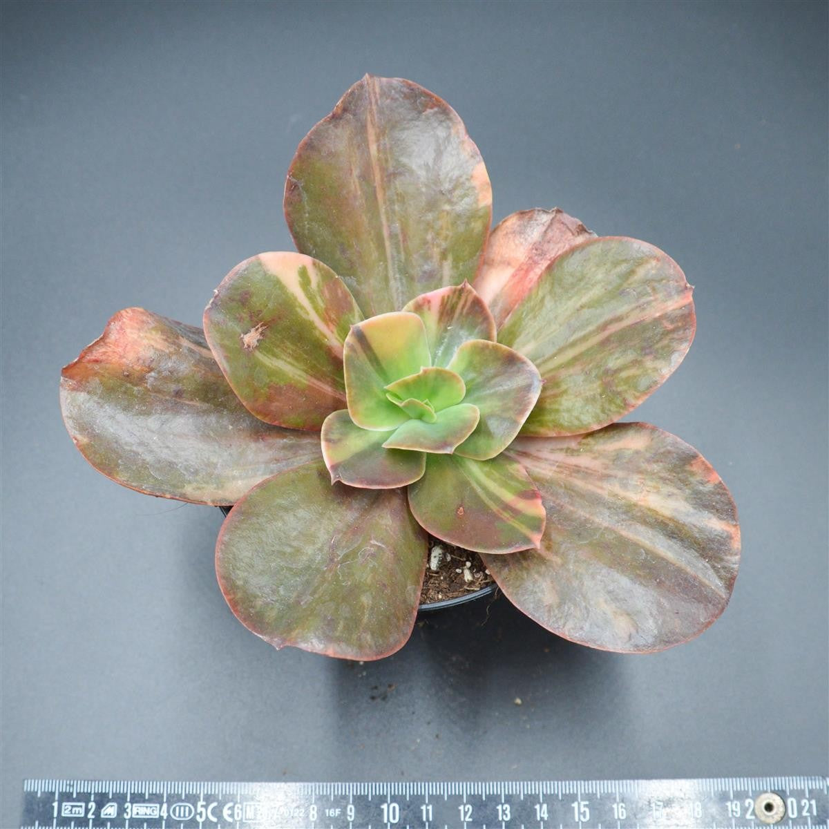 Echeveria Primadonna f. variegata