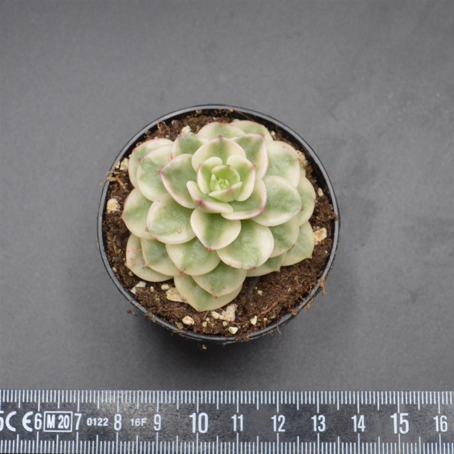 Sedeveria Rolly f. variegata