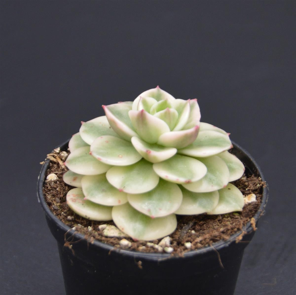 Sedeveria Rolly f. variegata