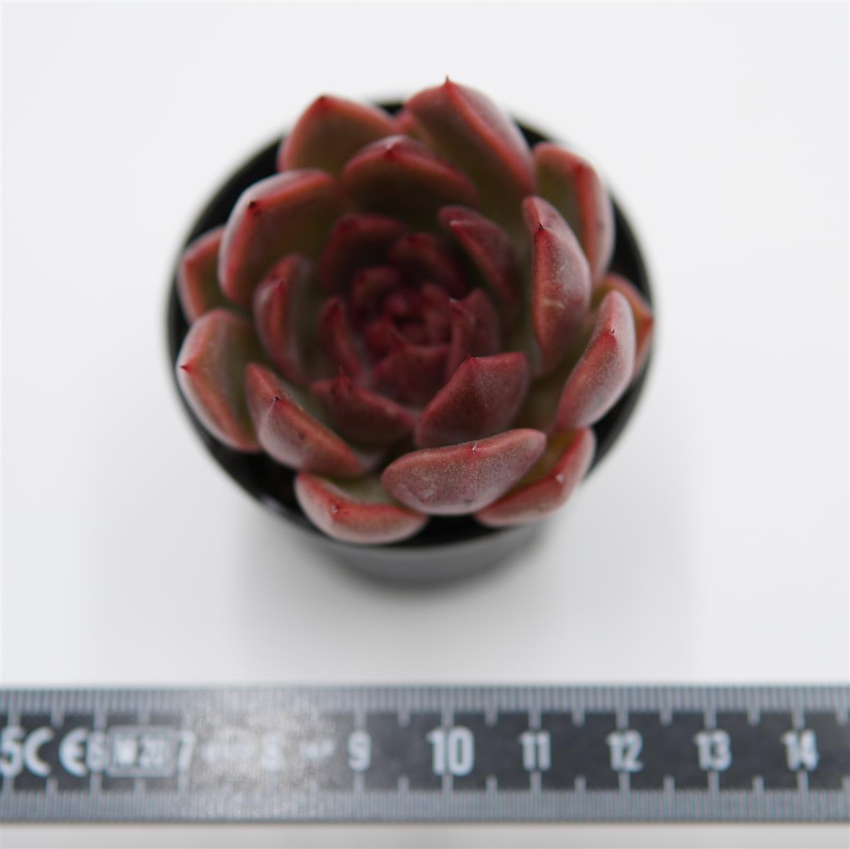 Echeveria Black Rose