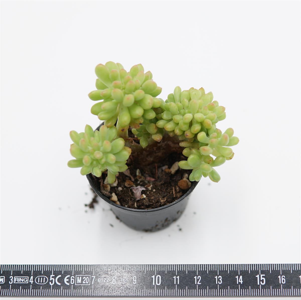 Sedum Alice Evans f. cristata