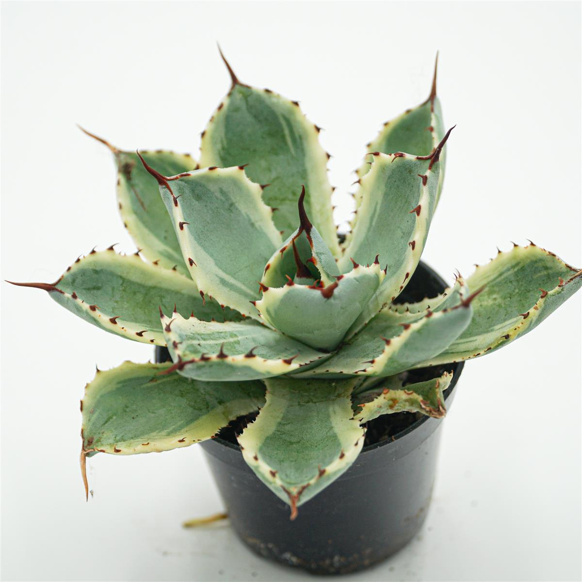 Agave isthmensis cv. Kabutoganie variegata