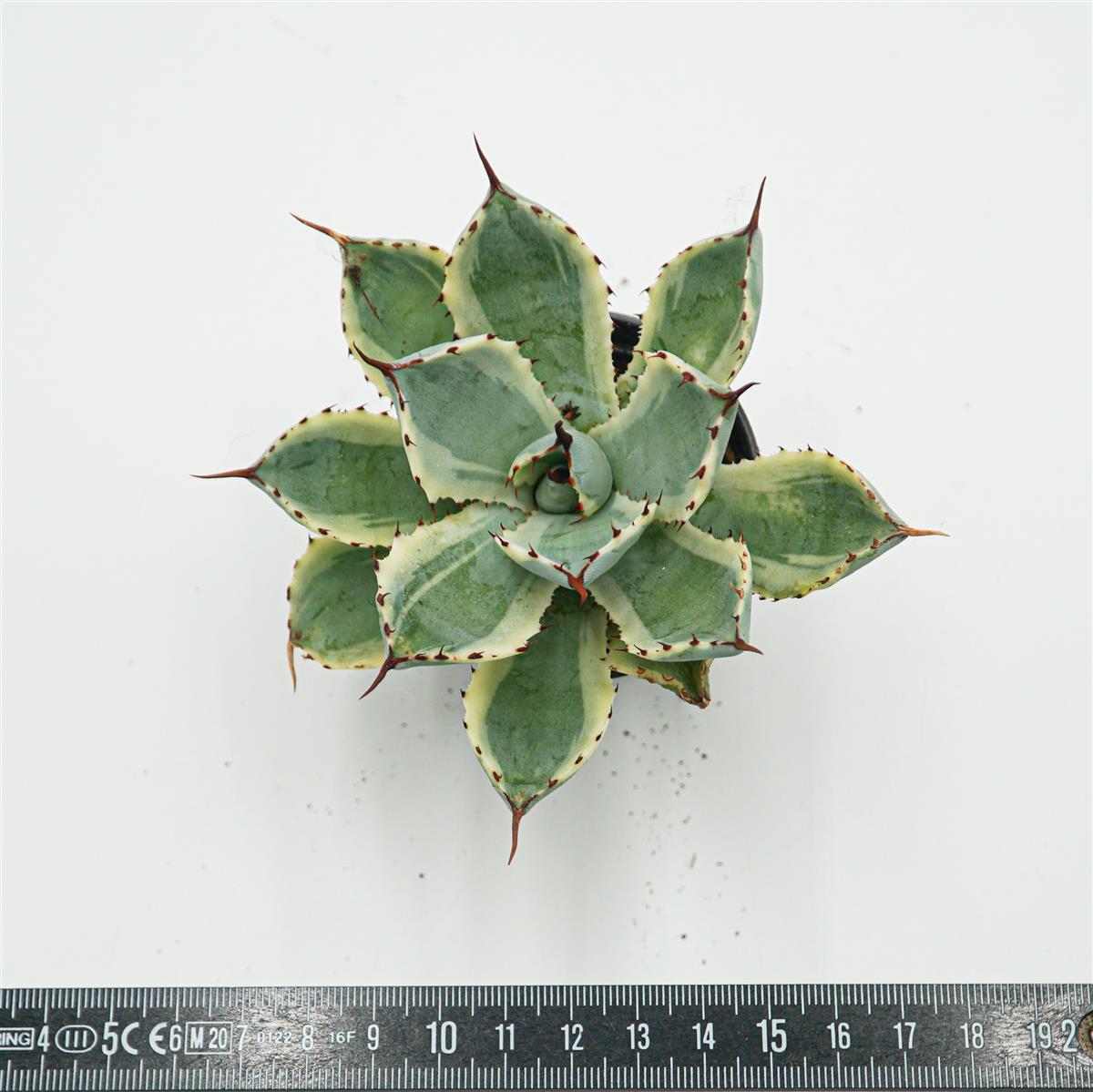 Agave isthmensis cv. Kabutoganie variegata