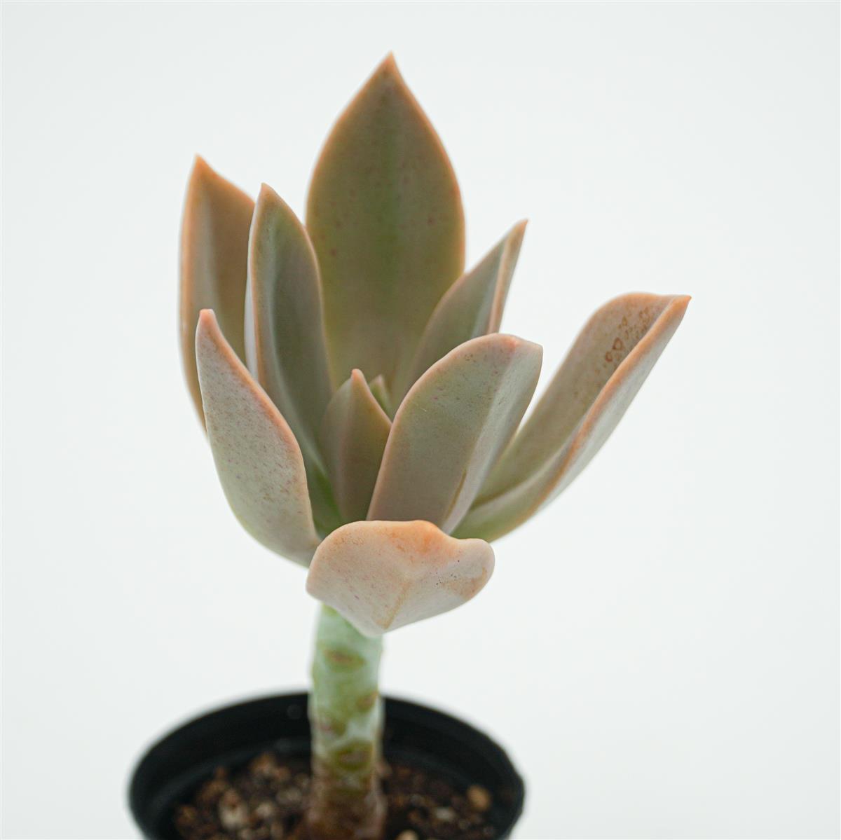 Graptoveria Fred Ives