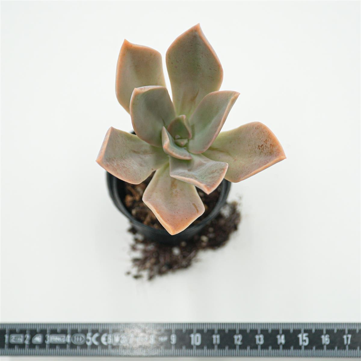 Graptoveria Fred Ives