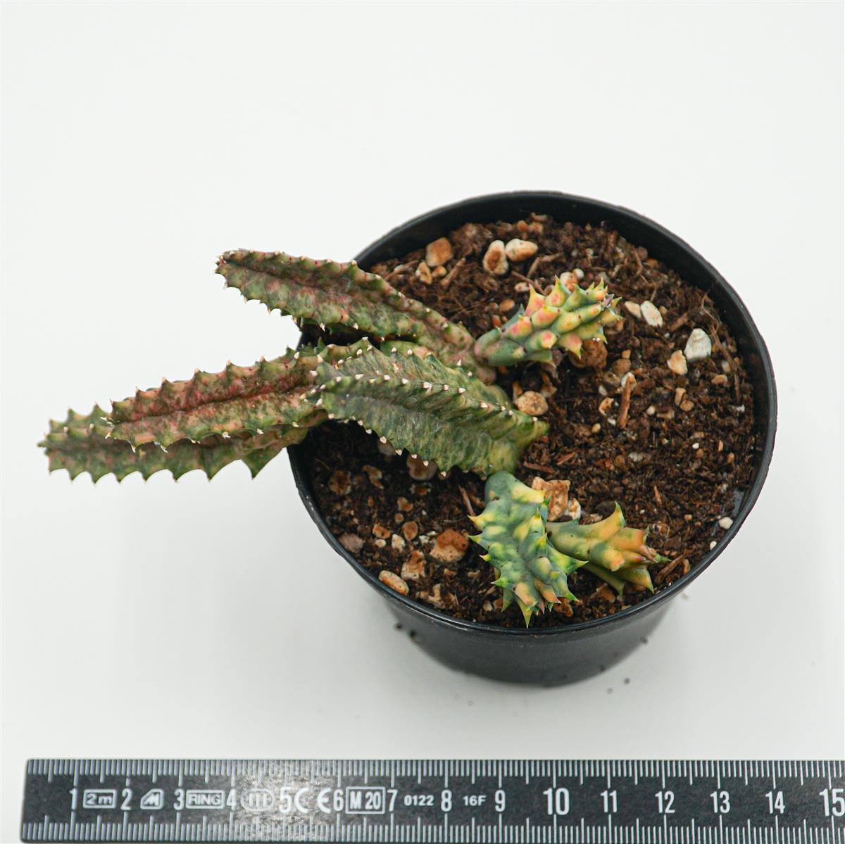 Huernia Zebrina f. variegata