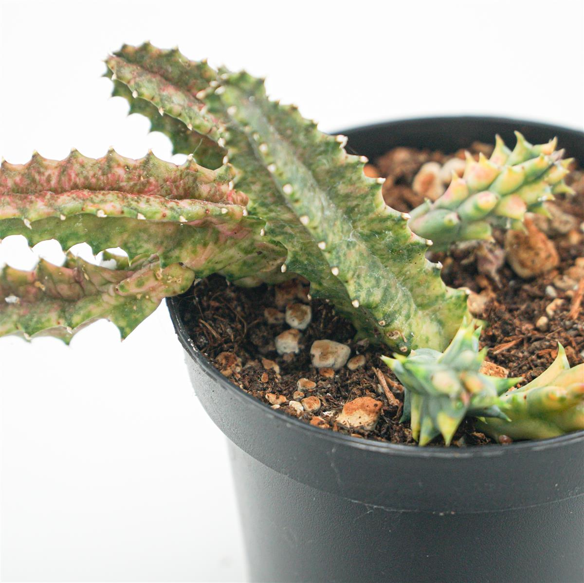 Huernia Zebrina f. variegata