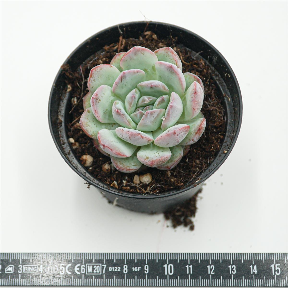 Echeveria Iceland