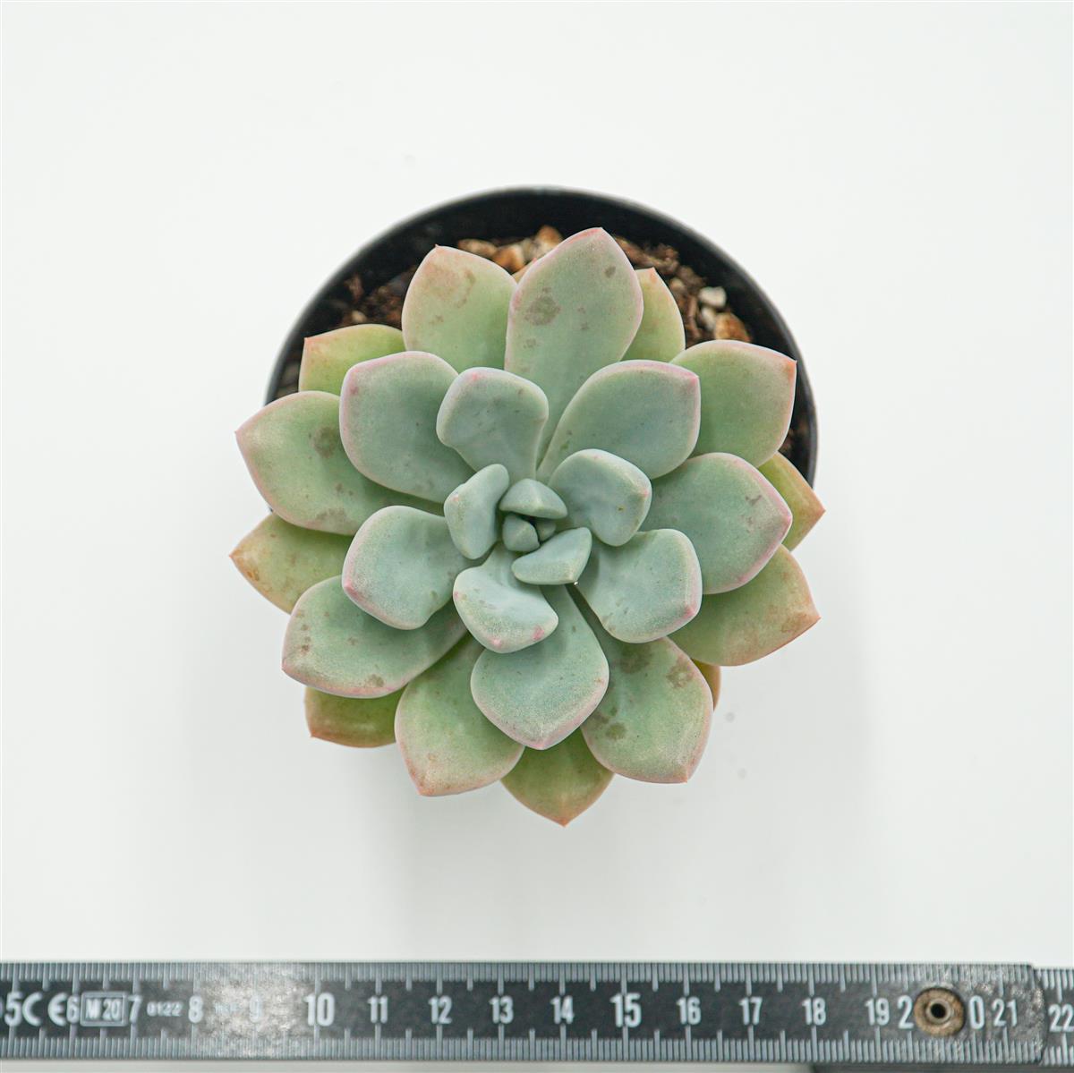 Graptoveria