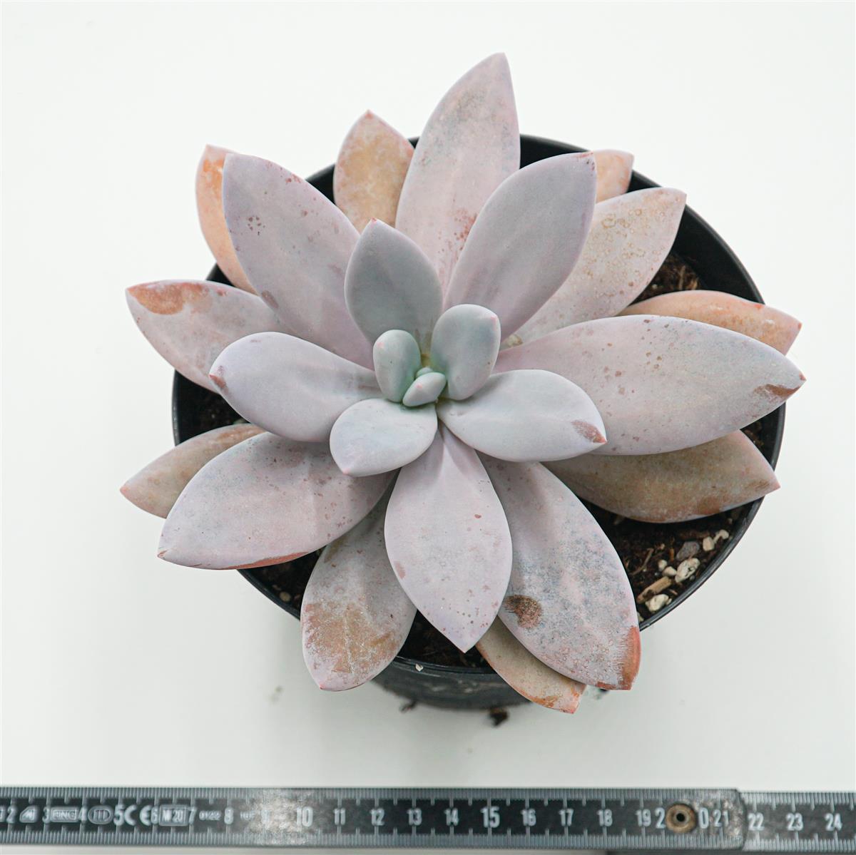 Echeveria laui Hybrid XL