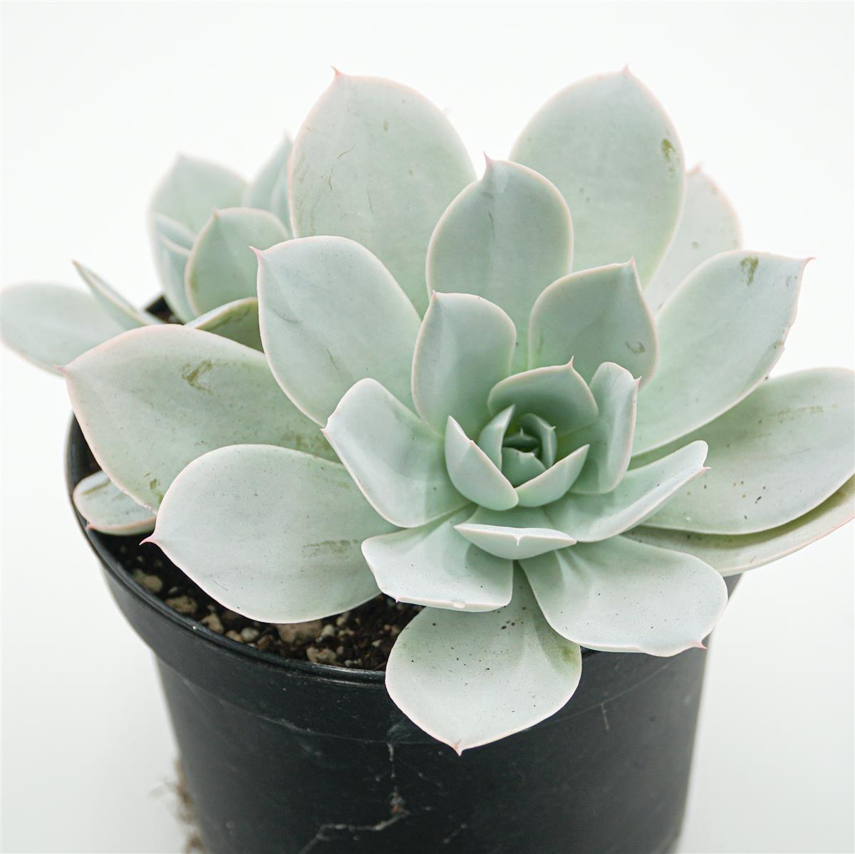 Echeveria Cante Hybrid