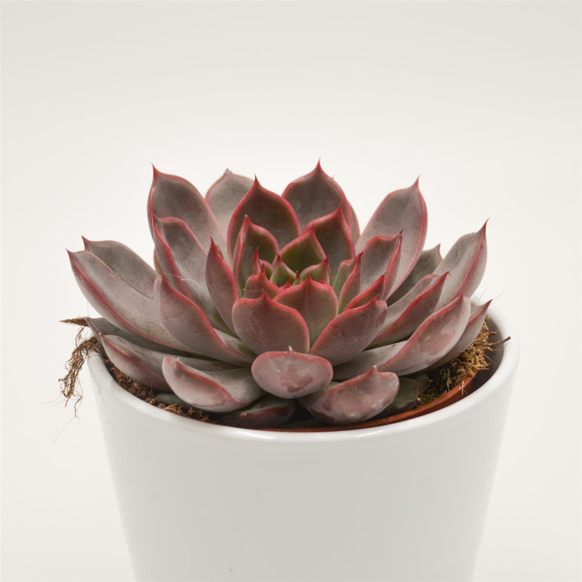 Echeveria Morango - 12cm