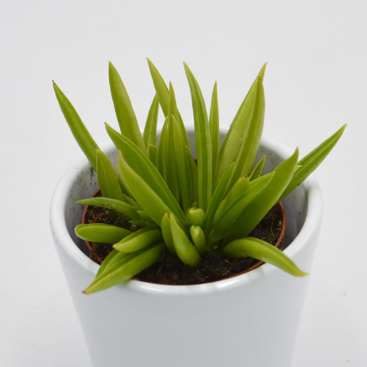 Peperomia ferreyrae - 5,5cm