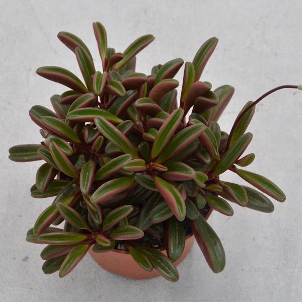 Peperomia graveolens - 8,5cm