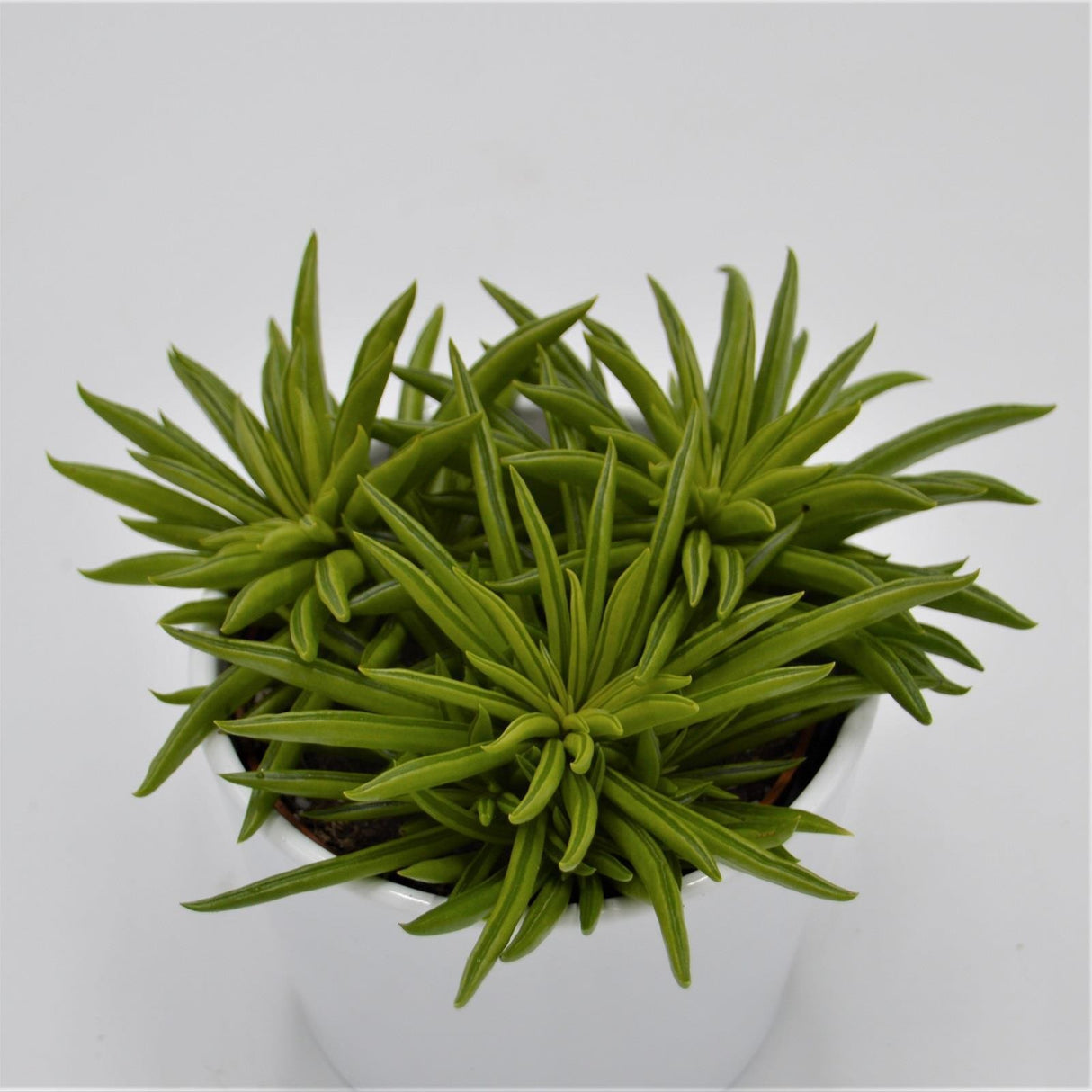 Peperomia Happy Bean - 10,5cm