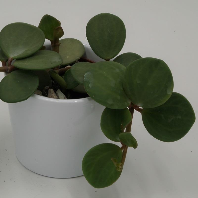 Peperomia Hope - 6cm