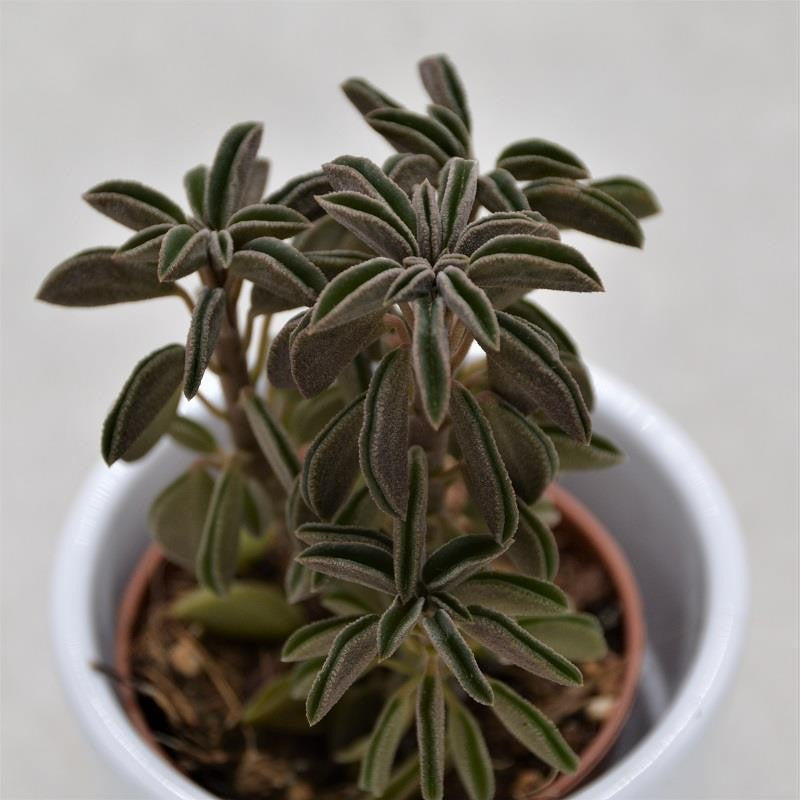 Peperomia asperula - 5,5cm