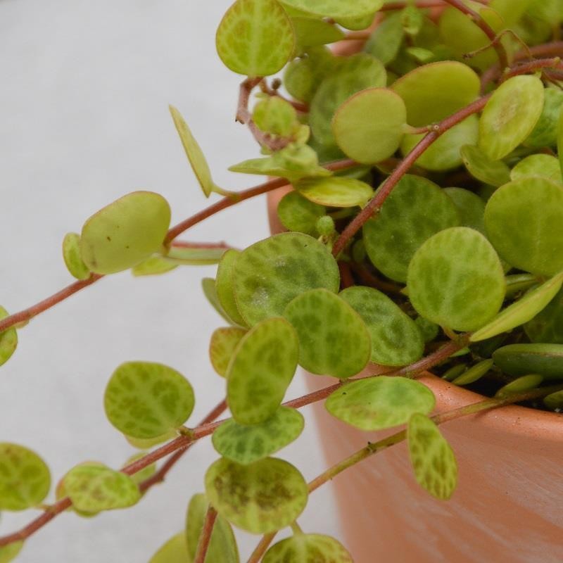 Peperomia postrata - 6cm