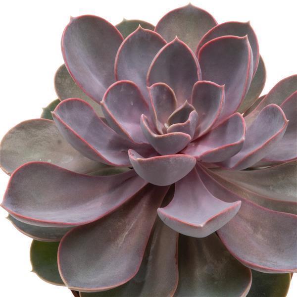 Echeveria Perle von Nürnberg - 12cm