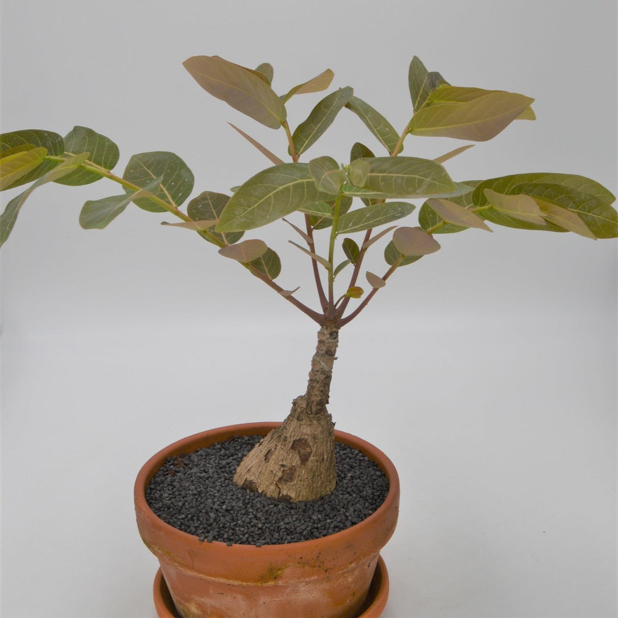 Phyllanthus Myrabillis - 17cm im Tontopf