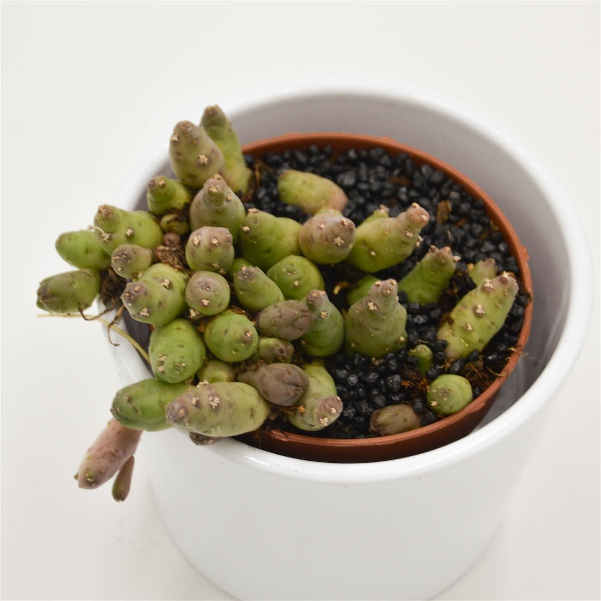 Piaranthus Barrydalensis - 8cm