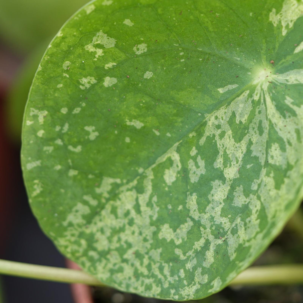 Pilea peperomioides Mojito - 13cm