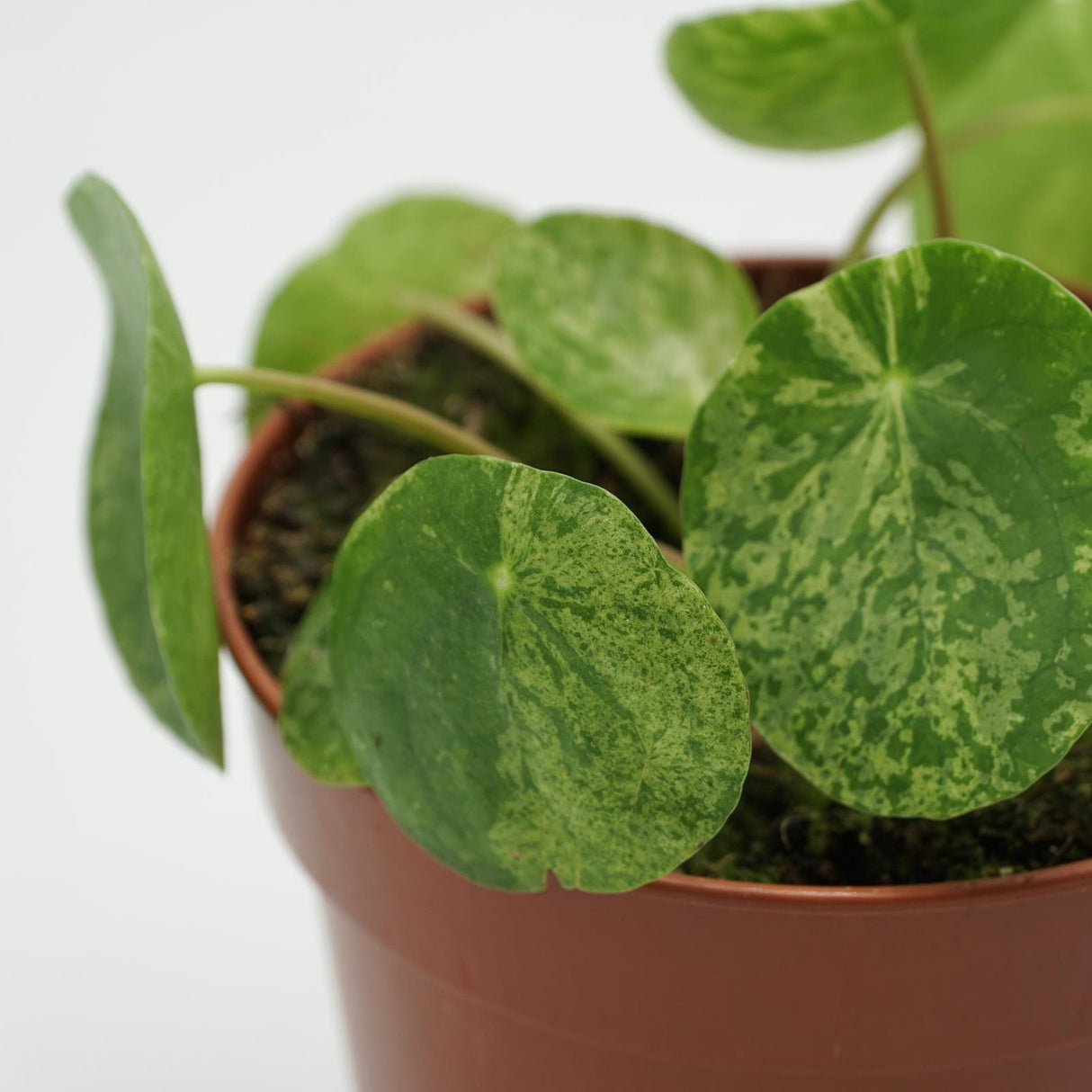 Pilea peperomioides Mojito - 13cm