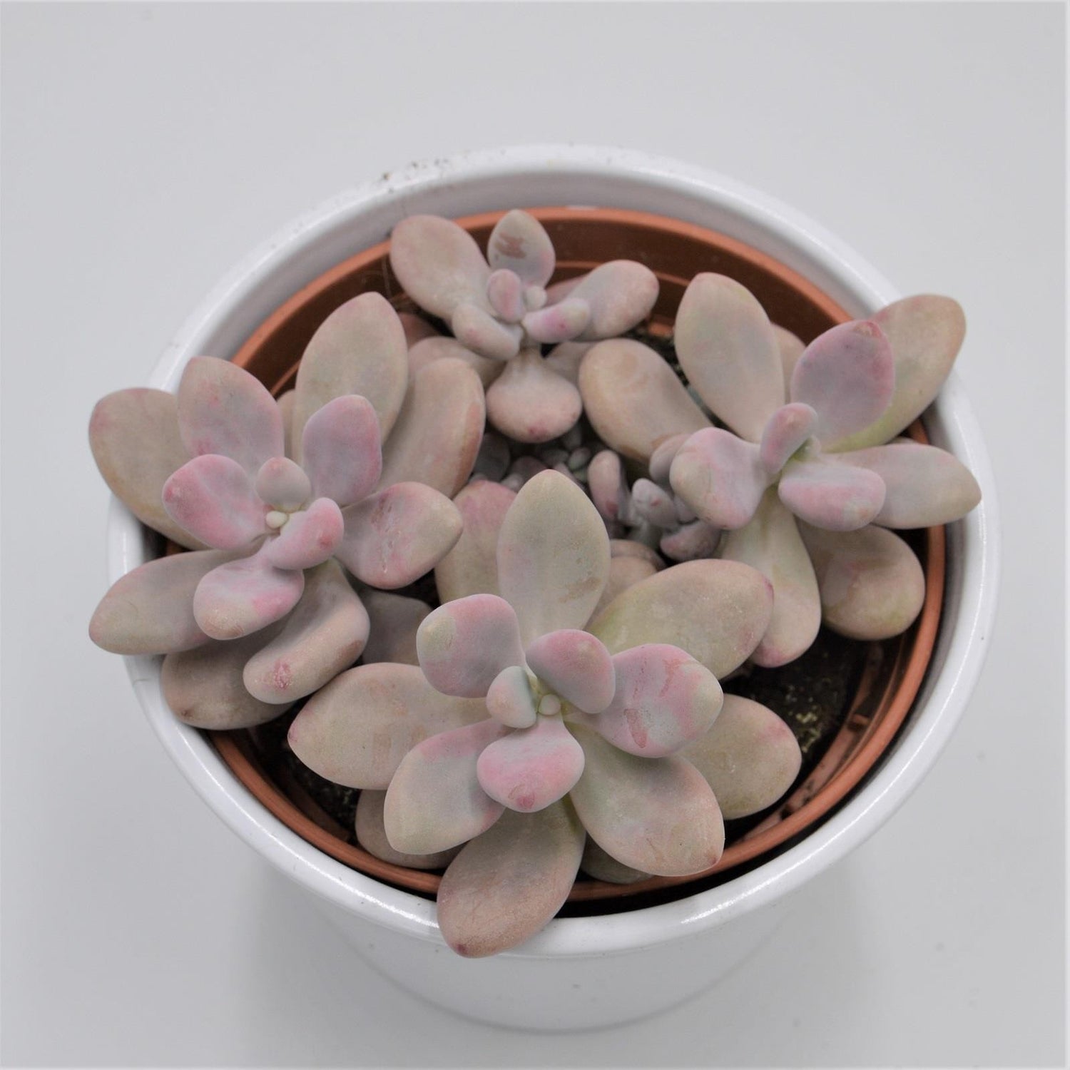 Pachyphytum oviferum Pink Moonstones - 12cm