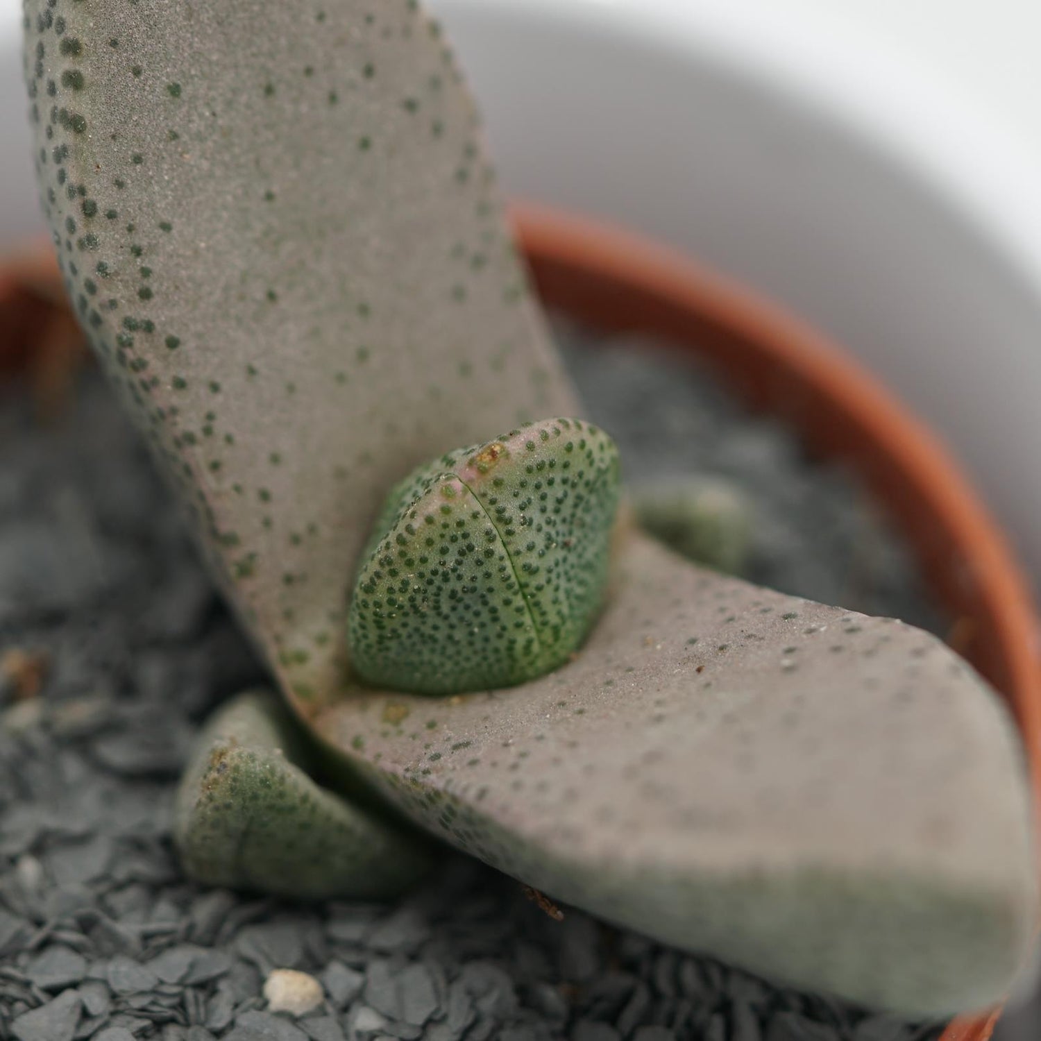 Pleiospilos bolussi - 5,5cm