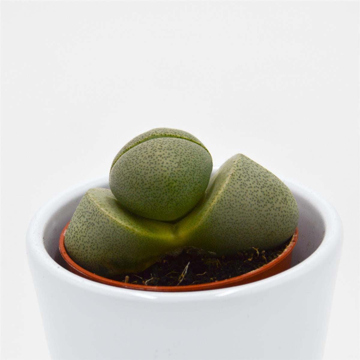 Pleiospilos nelii - 5,5cm