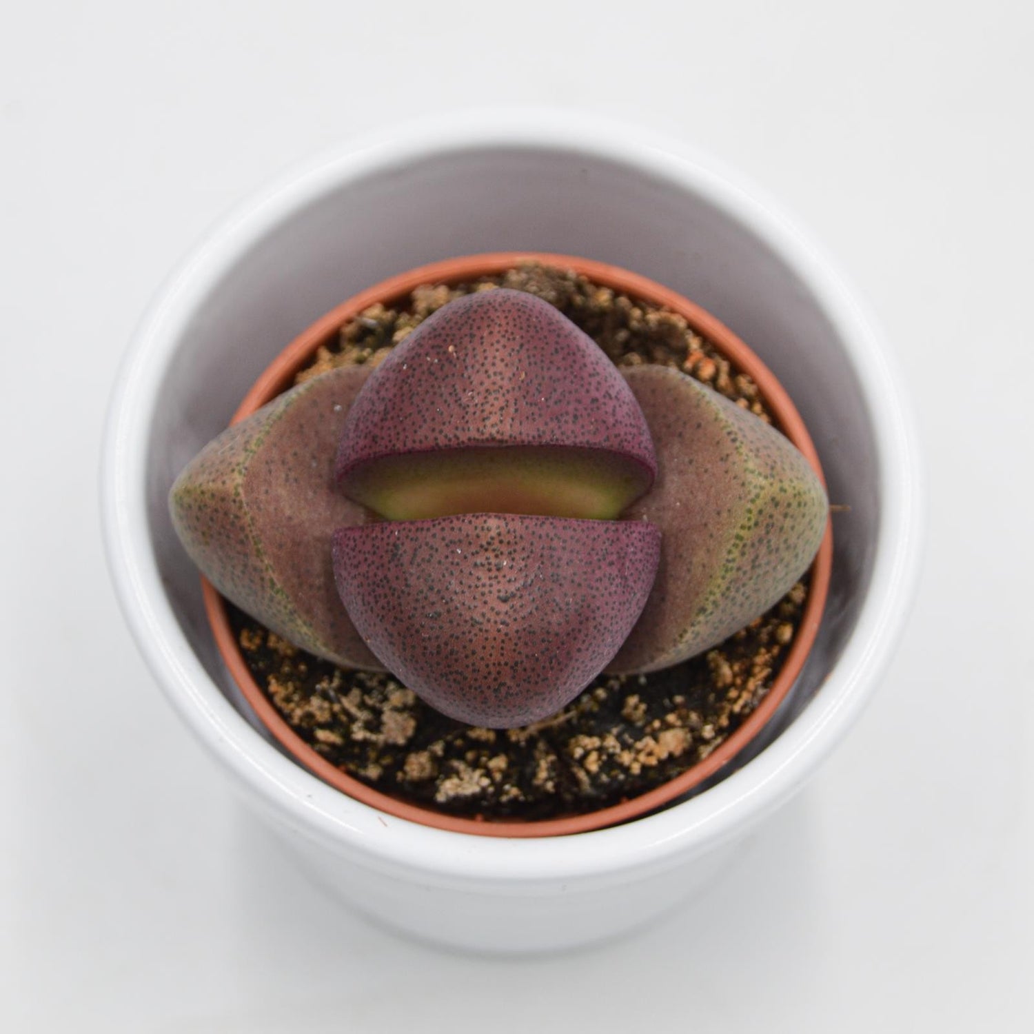 Pleiospilos nelii v. rubra - 5,5cm