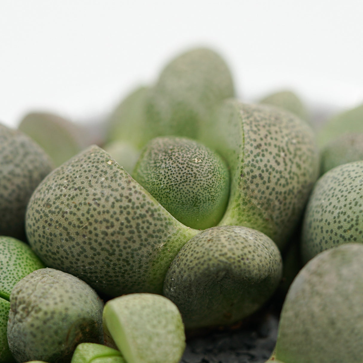 Pleiospilos nelii - 8,5cm