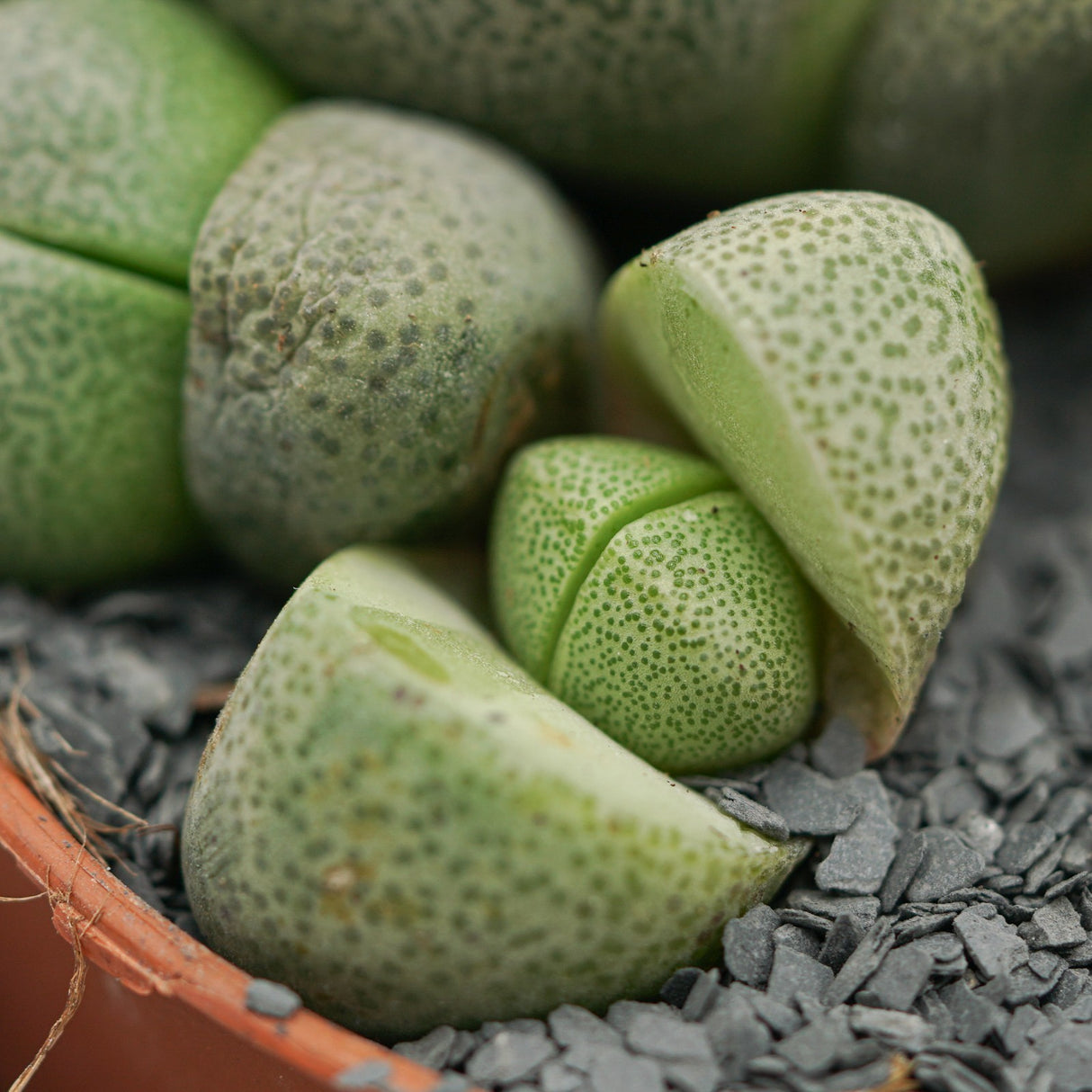 Pleiospilos nelii - 8,5cm