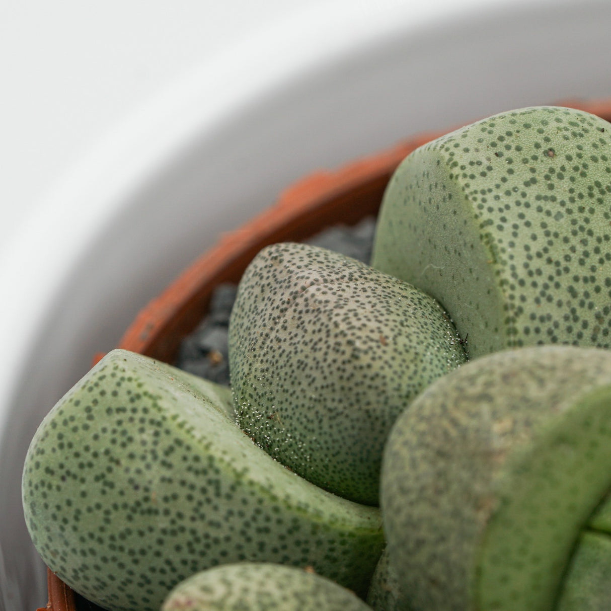 Pleiospilos nelii - 8,5cm