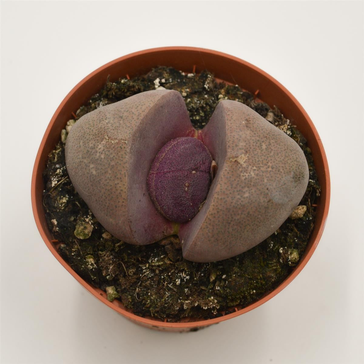 Pleiospilos nelii v. rubra - 8,5cm