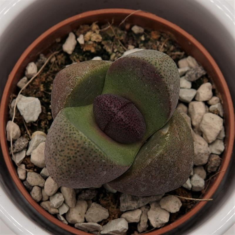 Pleiospilos nelii und v. rubra Mix - 8,5cm