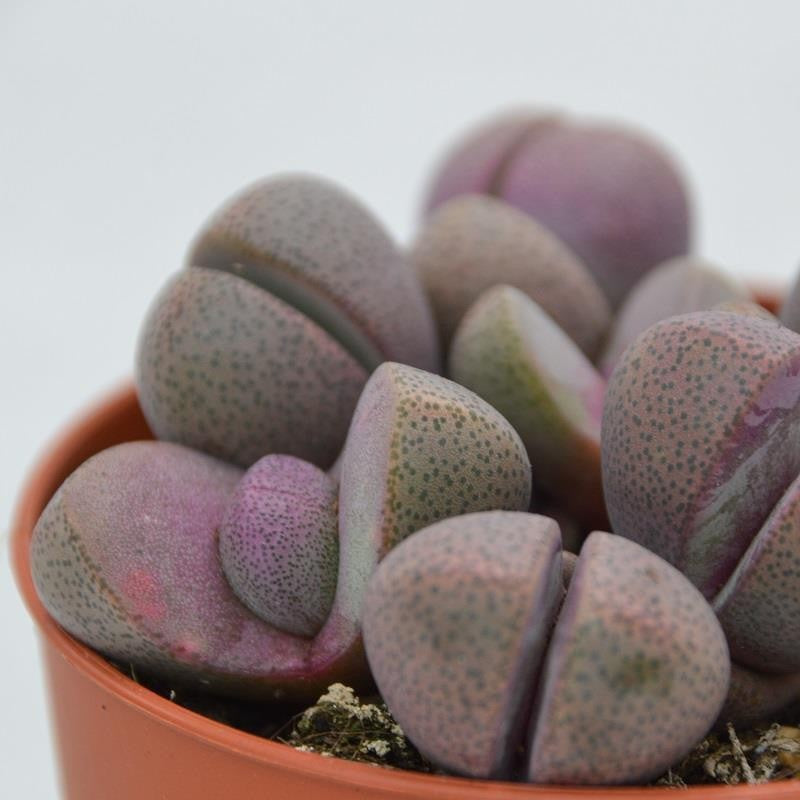 Pleiospilos nelii v. rubra - 8,5cm
