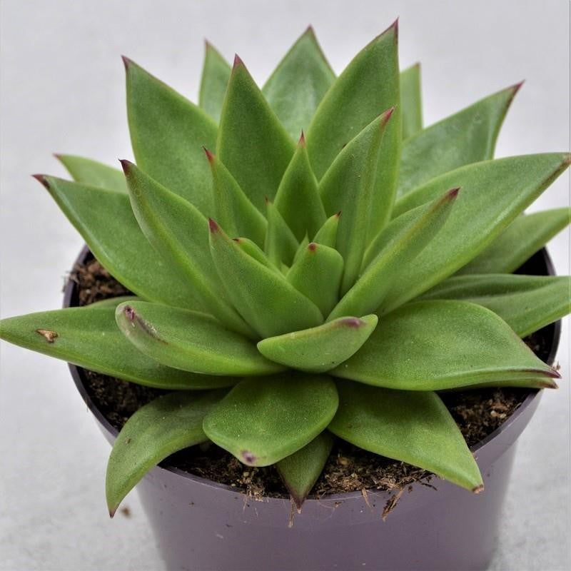 Echeveria agavoides Lipstick - 10,5cm