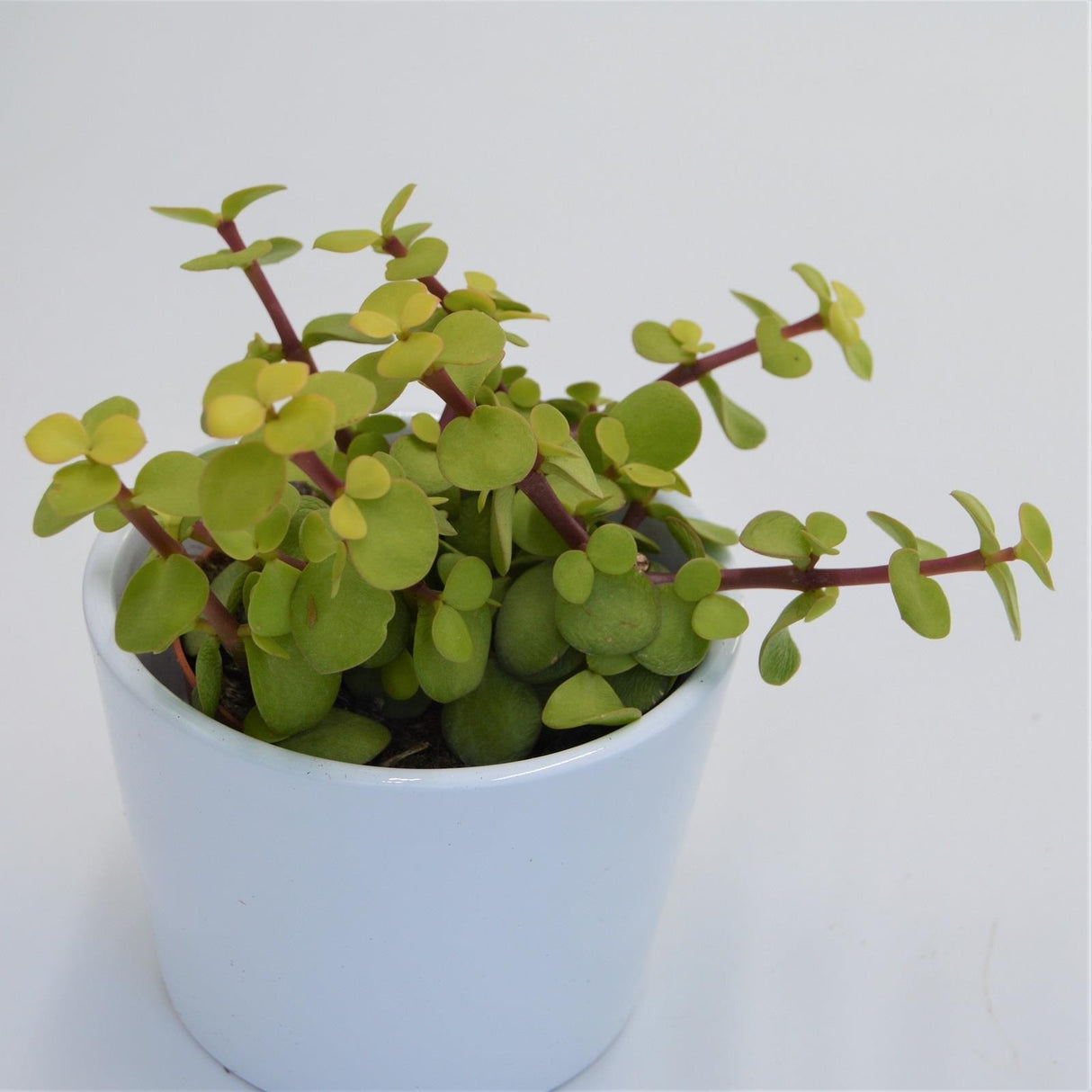 Portulacaria afra Lemon - 8,5cm
