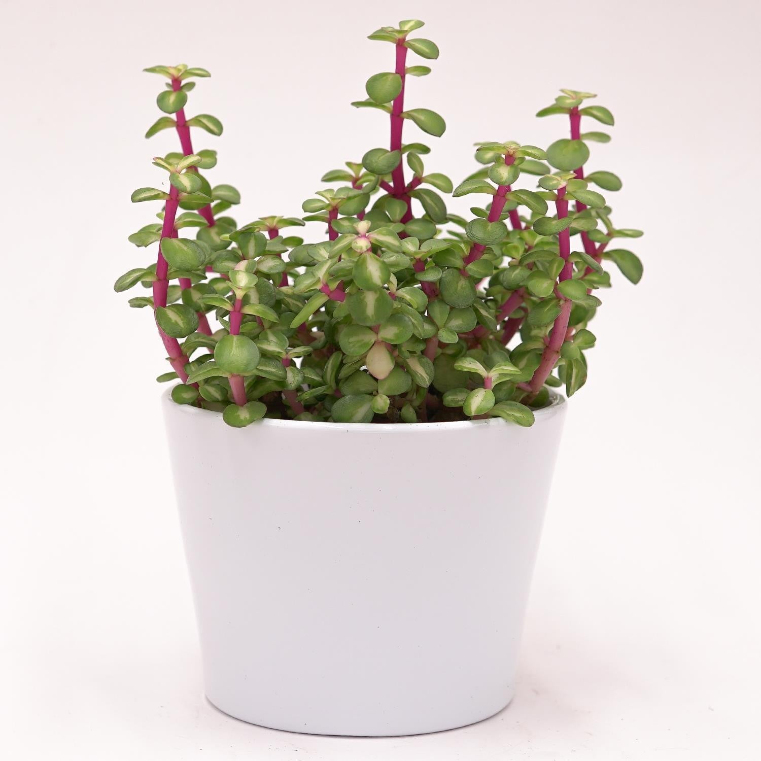 Portulacaria afra mediopicta - 10,5cm