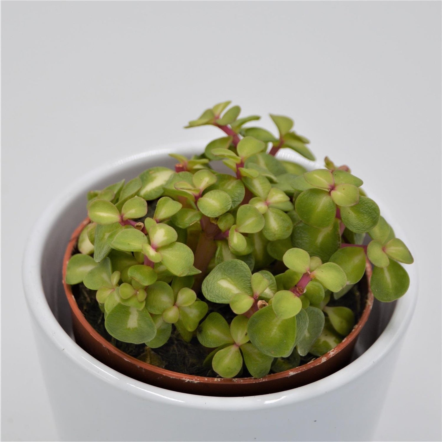 Portulacaria afra mediopicta - 8,5cm