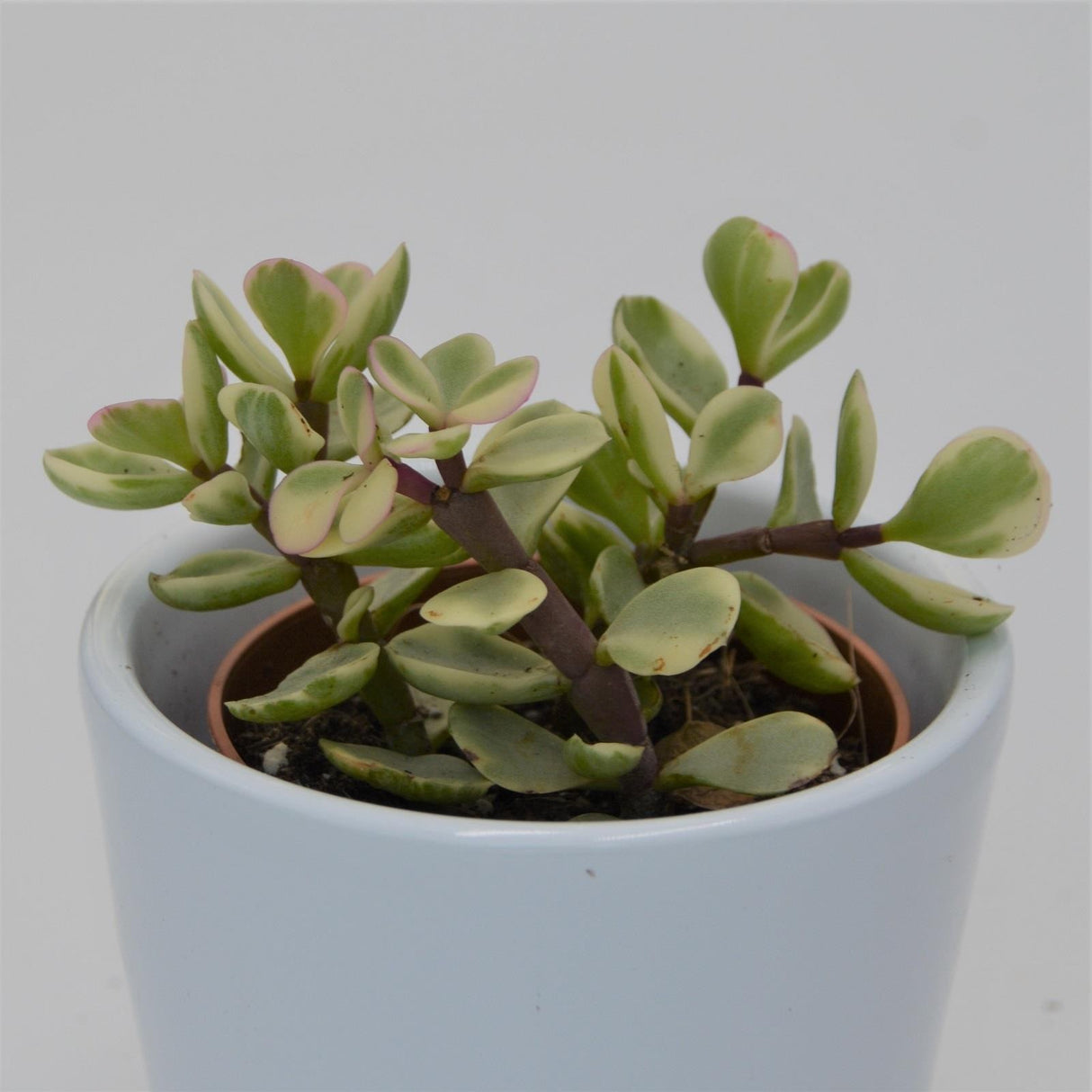 Portulacaria afra Variegata - 5,5cm