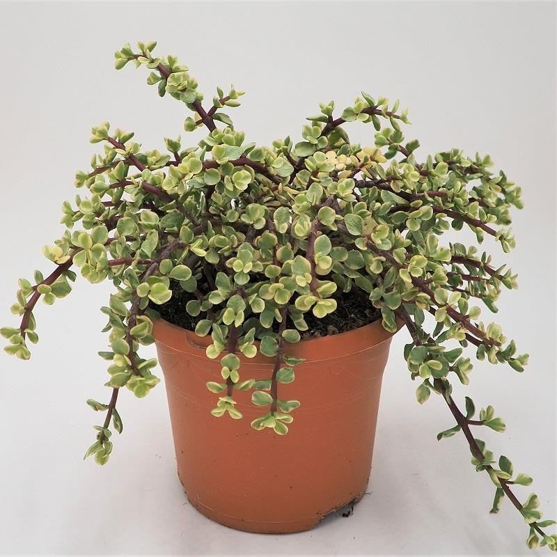 Portulacaria afra Variegata - 17cm