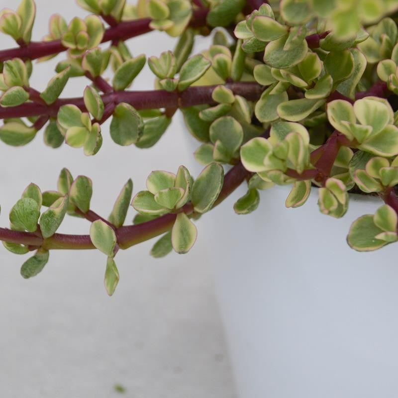 Portulacaria afra Variegata - 12cm